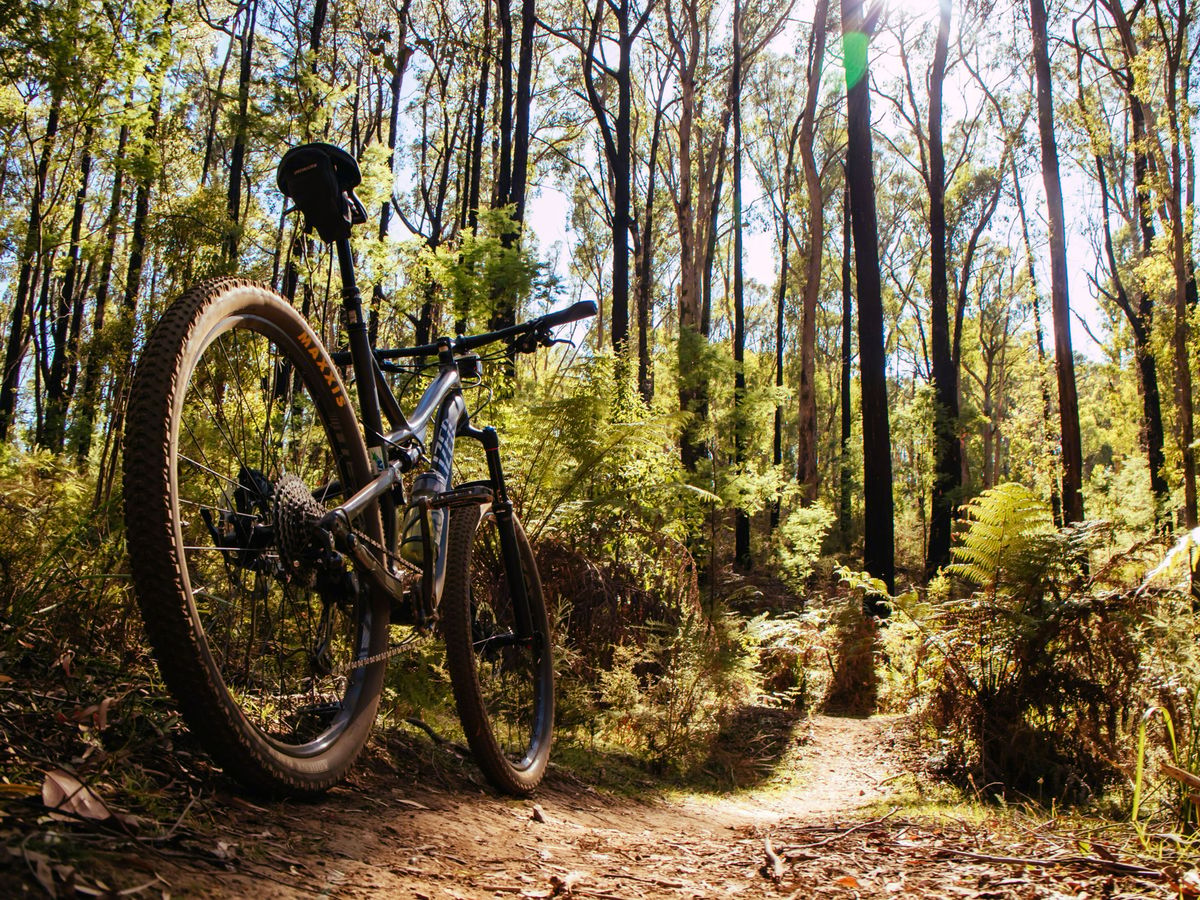 A mountain bike parked on a sunlit dirt trail winding through a tall eucalyptus forest with ferns